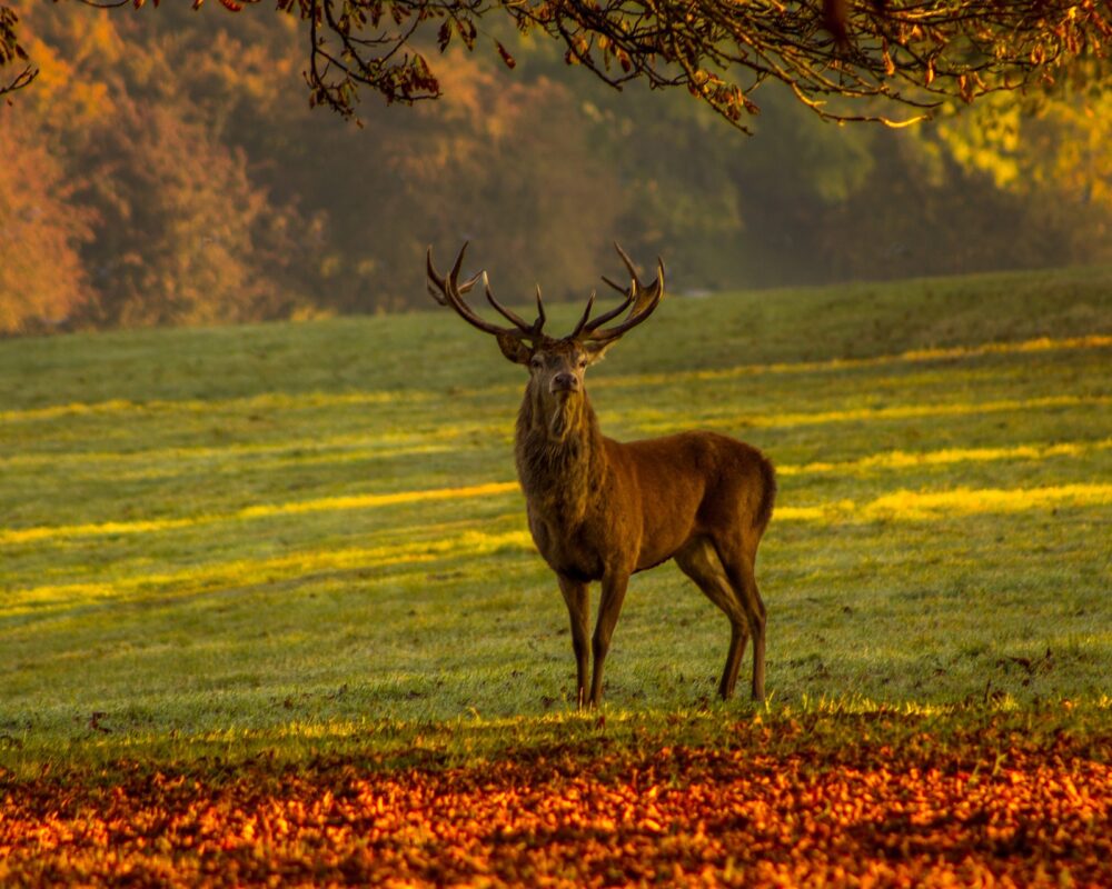 stag-1764608_1920